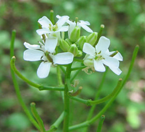 Garlic Mustard flowers and seed pods