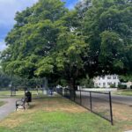 Belmont’s Trees Enrich Town Streetscape