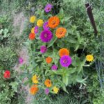 Belmont’s Victory Gardens Remain Vibrant