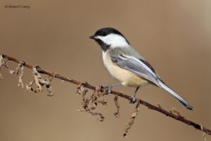 Chickadee. Photo by Shawn Carey