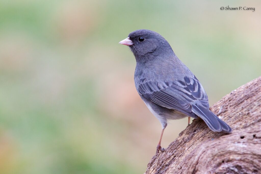 Dark-eyed Junco