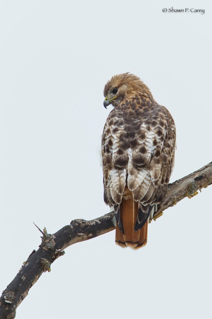 Red Tailed Hawk