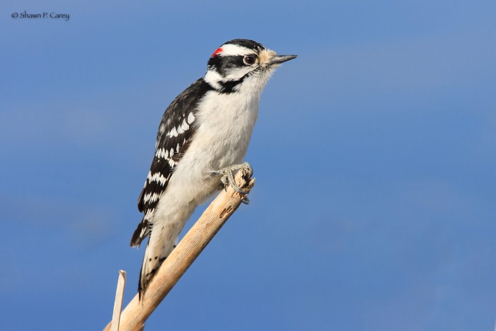 Downy Woodpecker. Photo by Shawn Carey