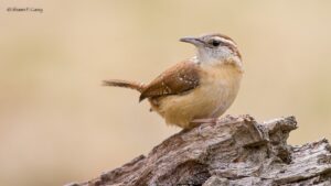 Carolina Wren