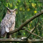 Belmont’s Owls are Calling, and Dying