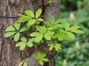 Akebia quinata