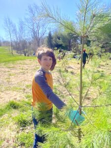 Child planting a pine tree